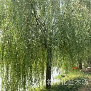 ������������F؛���l������ӵ��G�����������ϱ����Nֲ��z����