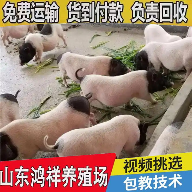 巴马香猪幼崽价格大型香猪厂家低价促销优质活体巴马香猪仔价格从