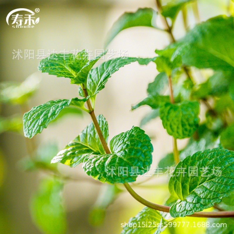 留兰香薄荷种子批发绿薄荷香薄荷荷兰薄荷青薄荷香花菜鱼香菜