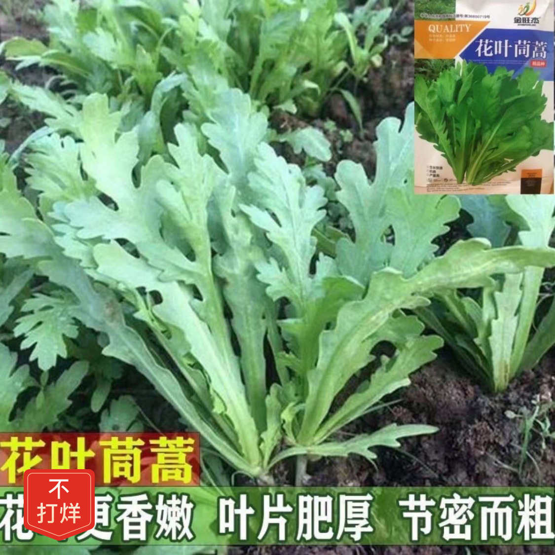大叶茼蒿种子中叶茼蒿种子小叶茼蒿菜皇帝菜大宽叶四季播蔬菜种子