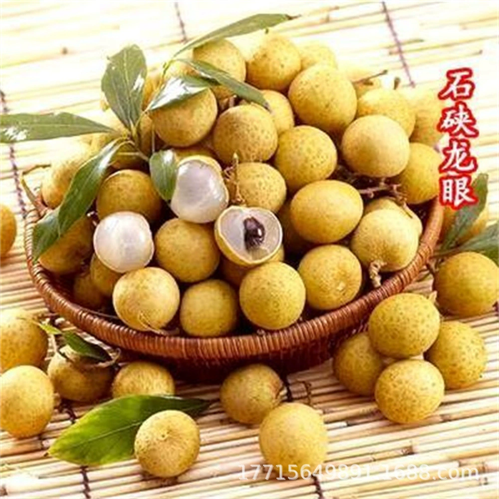 Краснокожие саженцы Лонган краснокожие прививки саженцы Лонган четыре сезона результаты посадка в поле саженцы плодовых деревьев текущего года Лонган