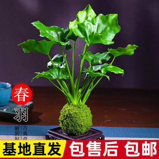 ����ˮ��ֲ��̦�\���҃ȿ͏d�k������ꎾGֲ�������Ի����ļ����B