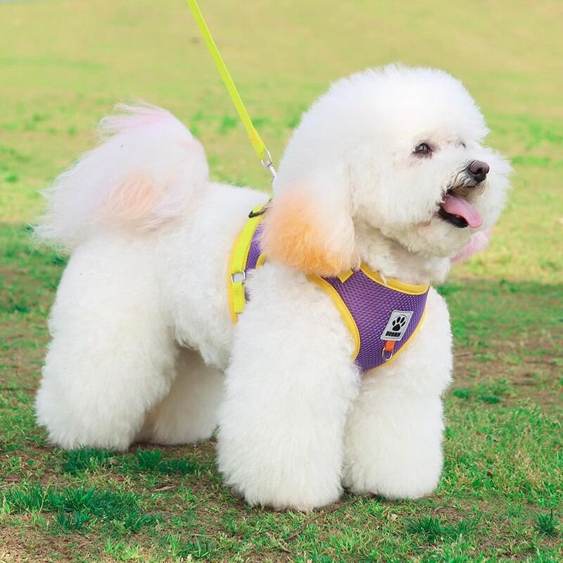 犬の牽引紐のベスト式の中で小型犬が犬のひもを散歩します。|undefined