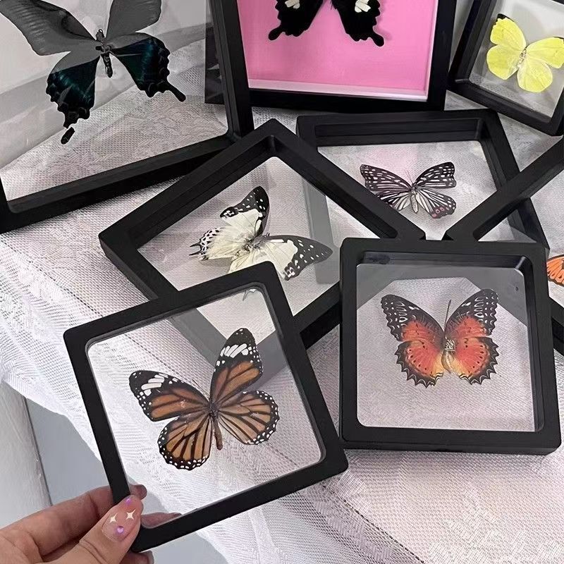 Animal and Plant Specimen Storage Display Frame Transparent Sample Display Storage Box Jewelry Packaging Box Dustproof Film Box