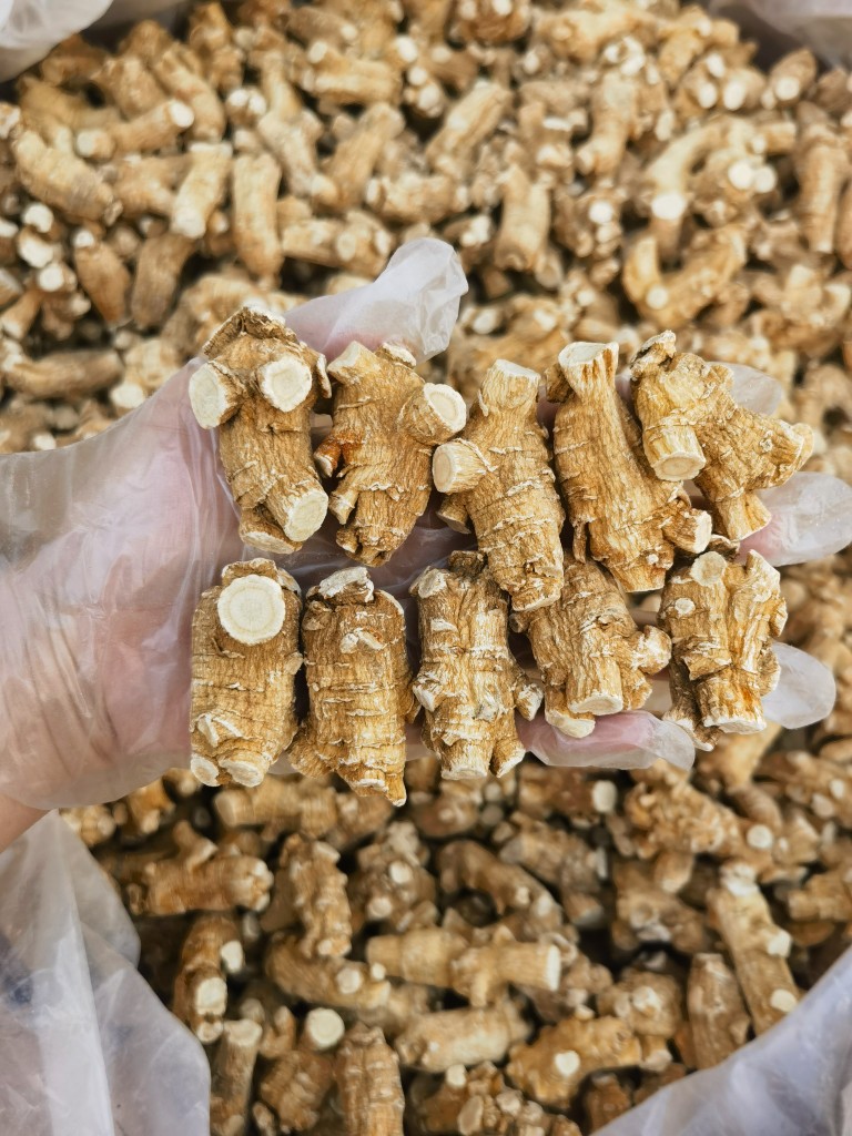 American Ginseng Root Xi Yang Shen Panax quinquefolius Whole Roots 500g Canadian Grown key features