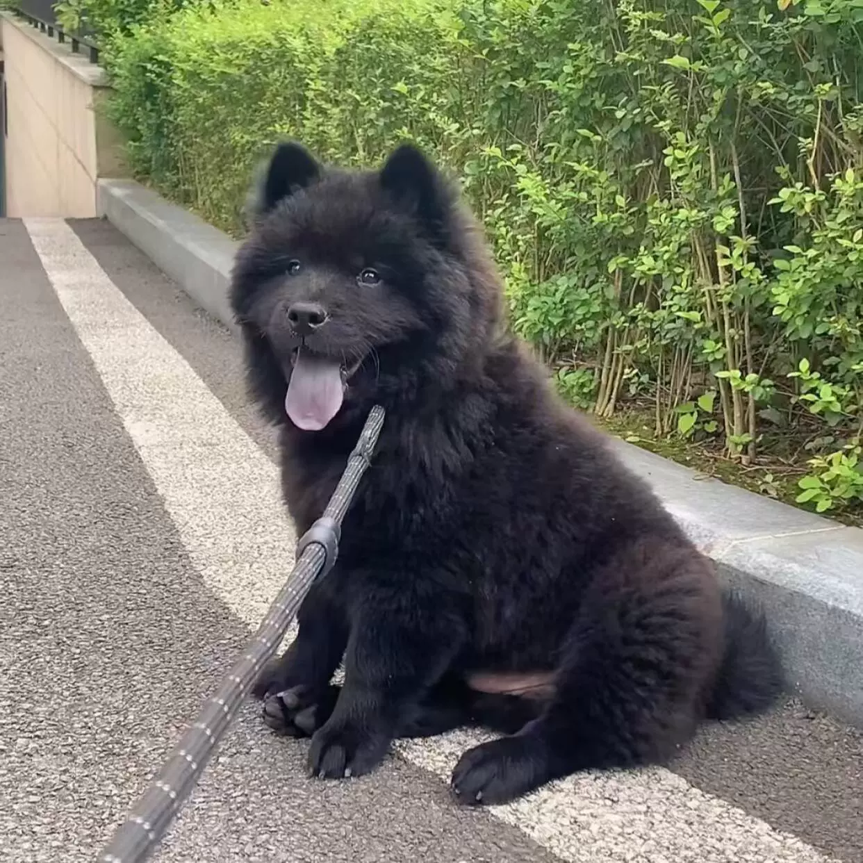 纯种五黑犬活体正宗广西五黑犬幼犬中华田园黑色土松犬土猎五黑犬