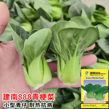 �������н���888�N���͟�������С�Ͳ��ѷN�Ϻ���˷N�����߲˷N