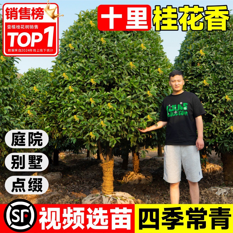 桂花树苗大树原生八月桂黄金桂庭院别墅盆栽地栽浓香四季耐寒花卉