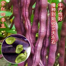 高产早熟紫红四季豆种子豆角菜豆春秋紫架豆种籽盆栽大田蔬菜种孑
