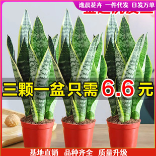 ��߅��Ƥ�m���Զ���ֲ�ﻨ���k��������ȩ�Gֲ�ļ������S��Ƥ�m