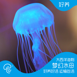 Atlantic Sea Stingray Jellyfish Live Ornamental Pet Live Jellyfish Fantasy Magical Colorful Transparent Seawater Ornamental Fish