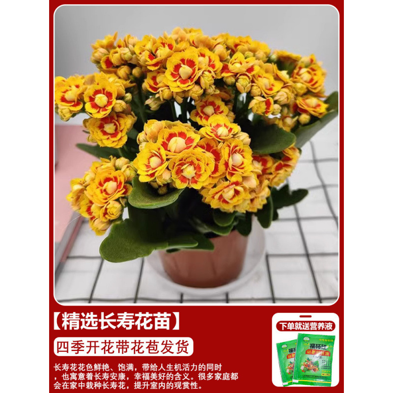 Flores de larga vida en maceta de doble pétalo, zorro dorado, gran flor con brotes de flores y plántulas, flores de interior en todas las estaciones, fáciles de cultivar.