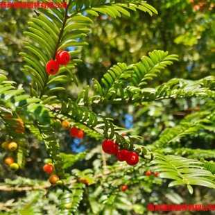 �t��ɼ���G��ľ�����μt��ɼ��С���ͺ�ֲ��Ҏ���Rȫ�������lֱ��