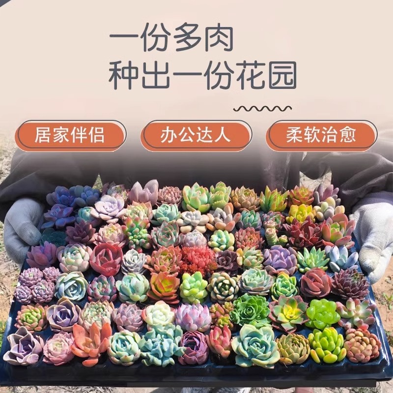 多肉植物室内小盆栽组合套餐大颗实惠肉肉精品玉露好养活花卉绿植