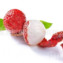 ���ҳ����ṩ��֦litchi  ��ӭ����ѡ�� �۸���