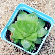 ��֮�A����ֲ�����l�����k���ҾGֲ�辰�������ֲ�����l���Ԏ���