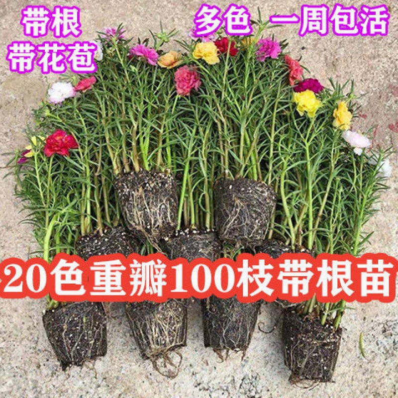 盆栽花卉绿植重瓣太阳花花苗带根带花苞四季开花植物阳台庭院宿根