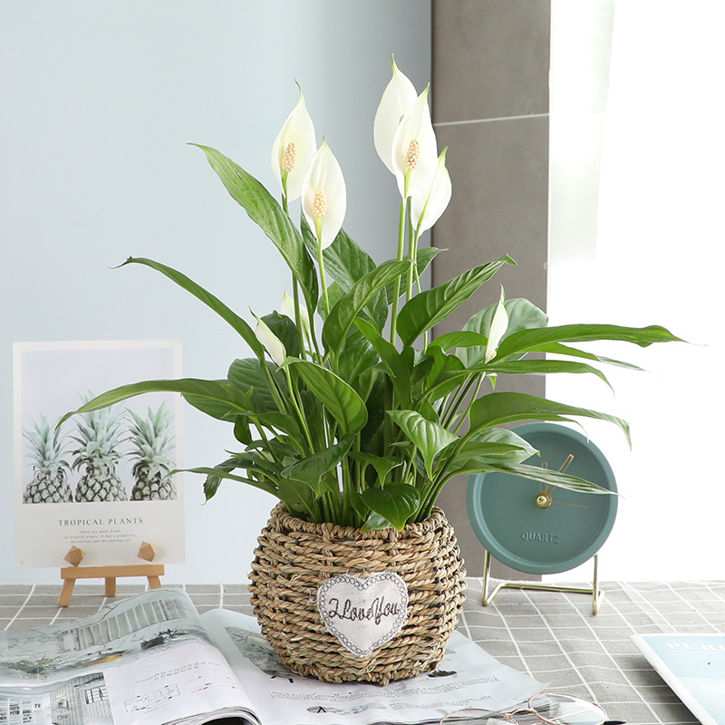 특급 부드러운 항해 화이트 팜 + LOVE 밀짚 세면대