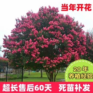 Crape Myrtle Saplings, Red Flowers, Crape Myrtle, Hundred-Day Red, North and South Courtyard Planting, Four-Season Greening Project Seedlings, Landscape Saplings