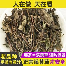 连州野生溪黄草干益肝茶熊胆草茶叶中药材凉茶西黄潮汕溪王草茶包