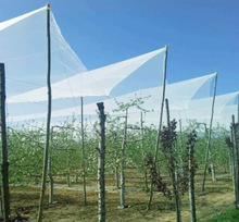 厂家定制多规格 葡萄果园防冰雹网 农田果树防护防雹网