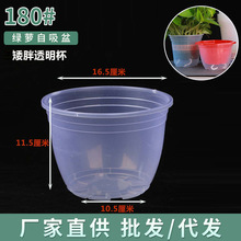 180#矮款透明花盆懒人花盆自动吸水绿萝盆外盆家用阳台塑料盆批发