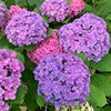 Hydrangea seeds, hydrangea, flowers seeds, all seasons of seasons, blooming courtyards, blooming outdoor flowers and grass seeds