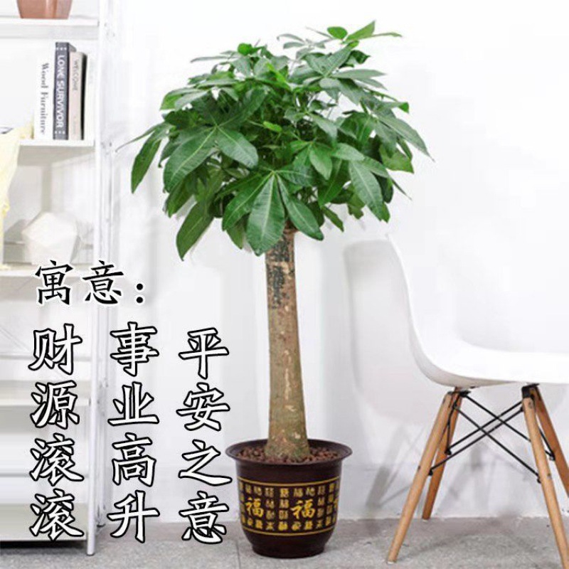 大发财树盆栽大客厅绿植室内大型植物办公室内吸甲醛净化空气树苗
