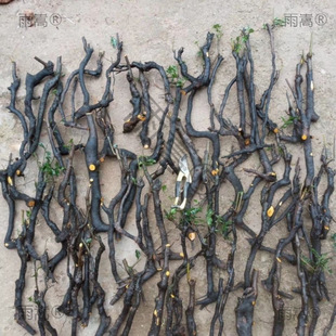 �������辰�Ϙ��k���ҽ����Ә�ƿ�m��Ѫ�t���J�[�O�Ϙ�����옶