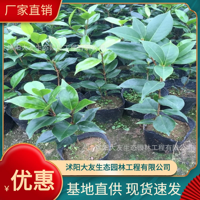 База Оптовая Продажа Саженцы деревьев камелии Саженец Живописный район Ландшафтный дизайн Дорога Сад Инжиниринг Озеленение Саженцы