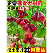 �ڽ���ɏ�F����̨�����ǰűȼ޽Ӵ�����Ʒ�N���~�t�ϱ���ͥԺ�Nֲ