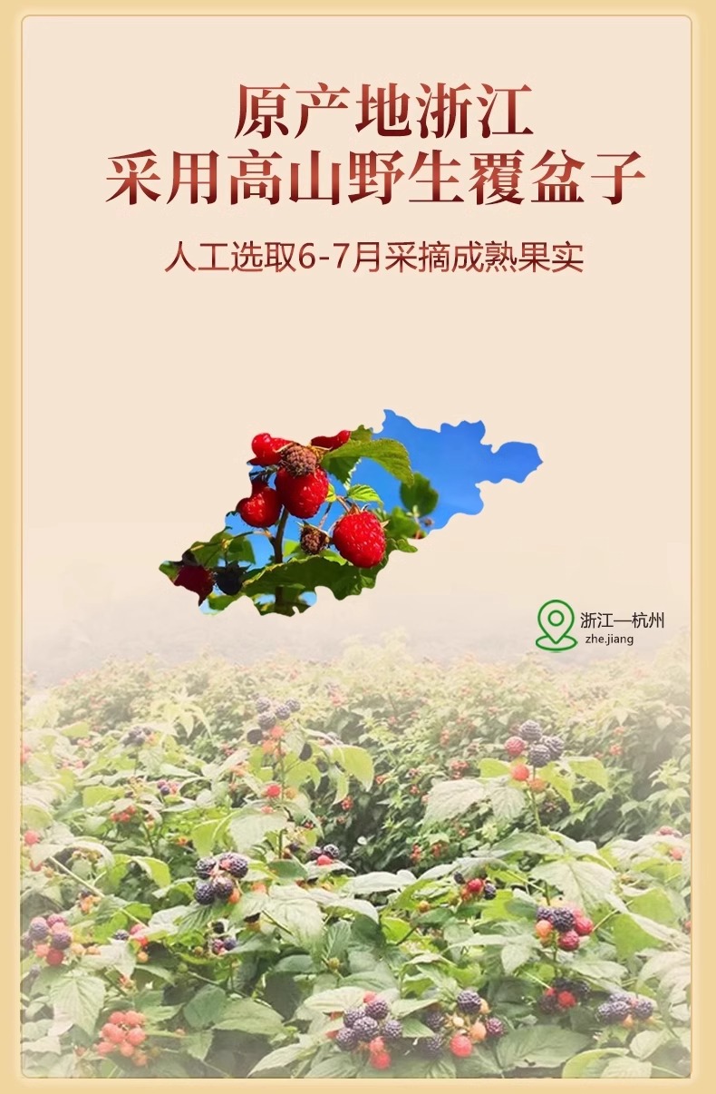 Premium Hand-Selected Raspberry Fruit Fu Pen Zi 覆盆子 Dried Herbal Tea 40g Jar in use