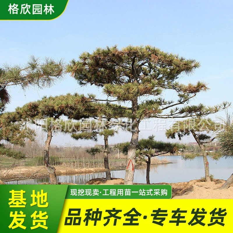 Моделирование Добро пожаловать Pine Base Supply Park Живописный вид Дерево Двор Проект Озеленение Бонсай Black Pine Tree