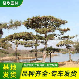 造型迎客松基地供应 公园景区观赏风景树庭院工程绿化盆景黑松树