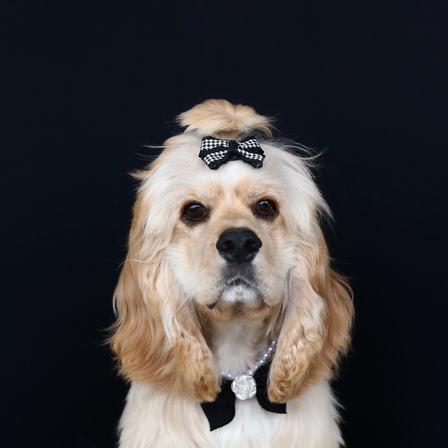 Horquilla para mascotas Teddy pelo largo gato perro perla corona arco diamantes de imitación clip BB cumpleaños princesa Barbie tocado image 4