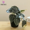 50104 Simulated hanging green plant bonsai