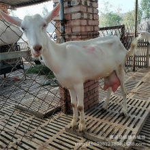 �_����ɽ�� �߮a��ë��ɽ���Bֳ ��ɽ���Bֳ��