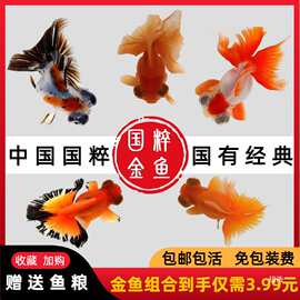 金鱼活鱼观赏鱼冷水好养耐活小型淡水鱼苗小金鱼草金鱼锦鲤冷水