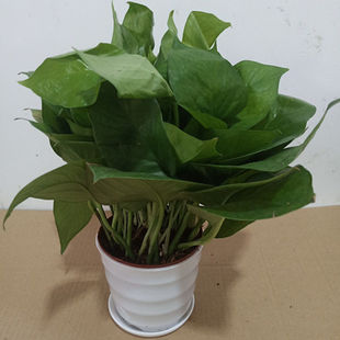 ˮ��G�}�����҃�ֲ������ȩ�����՚�͏dˮ�B�Gֲ    �·��؂�