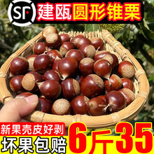 福建建瓯锥栗板栗子生新鲜批发10斤野生嫩带壳毛栗子2025蔬菜油尖