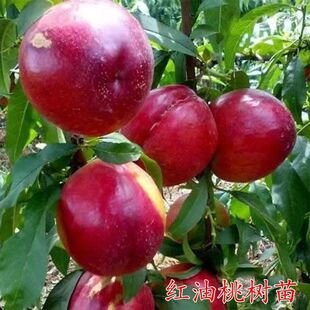 �޽Ӽt���Ҙ�������԰����ϱ���������̨�ͺ��҃��⎧��������