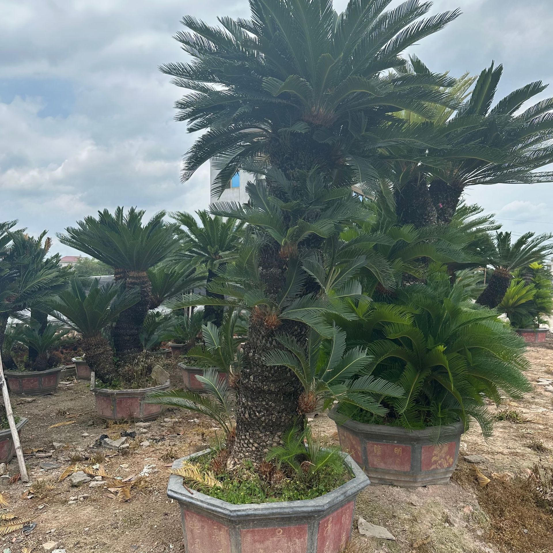 湖南铁树基地批发 浙江铁树盆景 江西多头铁树价格