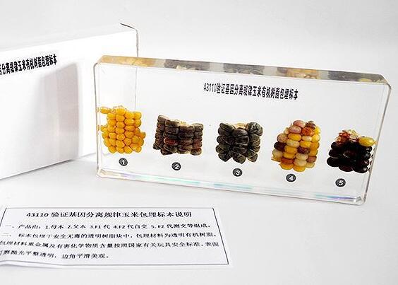 透明有机树脂包埋标本验证基因分离规律玉米标本高中初中生物教具