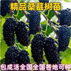 果桑苗树莓苗桑葚苗地栽盆栽养蚕四季果树苗南方北方种植桑树树苗