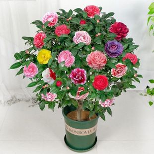 ɽ�軨���Ԏ�������ɫ�൤����ֲ���҃Ⱥ��B�軨�����ļ��_������