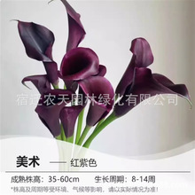 �K�T���D�R��ɏ�N�����Ժ��m��ɫ�R��ɏ��N��ֲ����������҃Ȼ�