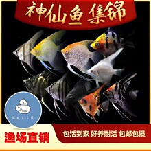 �����~С�ͻ��w������؈�Ꭷ�~�^�p�~��������ɫ���~�߲������~