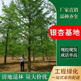 银杏之乡 基地直销 银杏 银杏树 银杏树苗 银杏大树实生嫁接结果