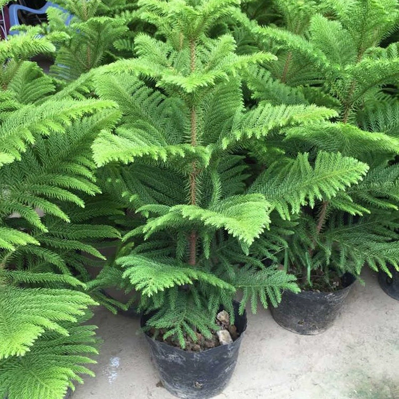 Араукария Ландшафтный дизайн Рассада Кустарники Почвопокровные растения Посадка листьев австралийской пихты Араукария тургор