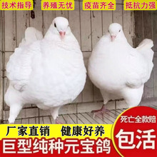 包邮包下蛋巨型纯种元宝鸽子活公母一对观赏大体种鸽肉鸽宠垒德株
